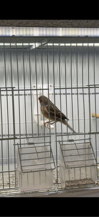 канарейка самец кенар