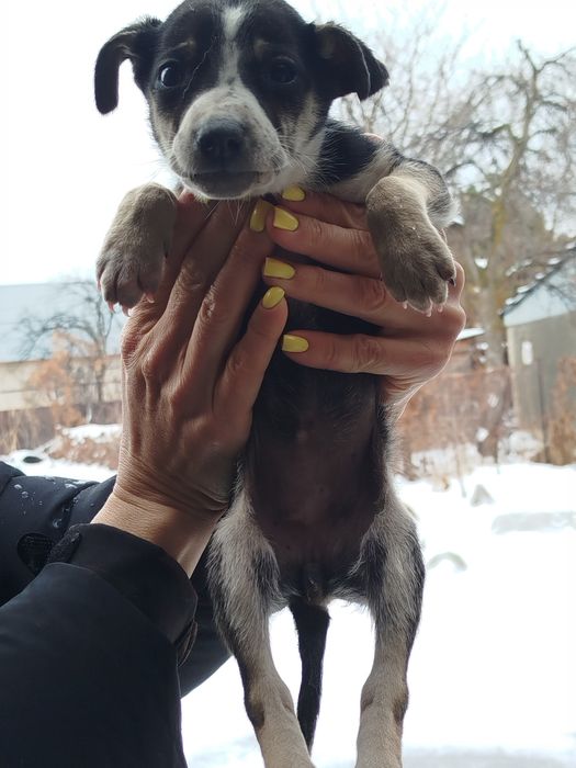 Щенки метисы отдам бесплатно!