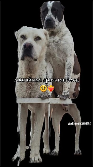 Белый сатылады!!! Төбет алабай