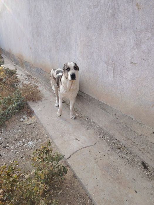 Itlar Kuchuk chapa sotiladi zoti toza