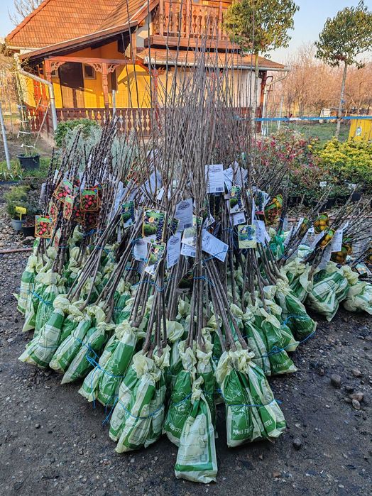 pomi columnari cu radacina ambalata