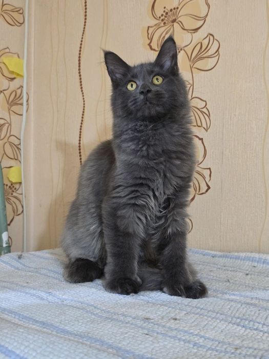 Пропала кошечка по клички лили