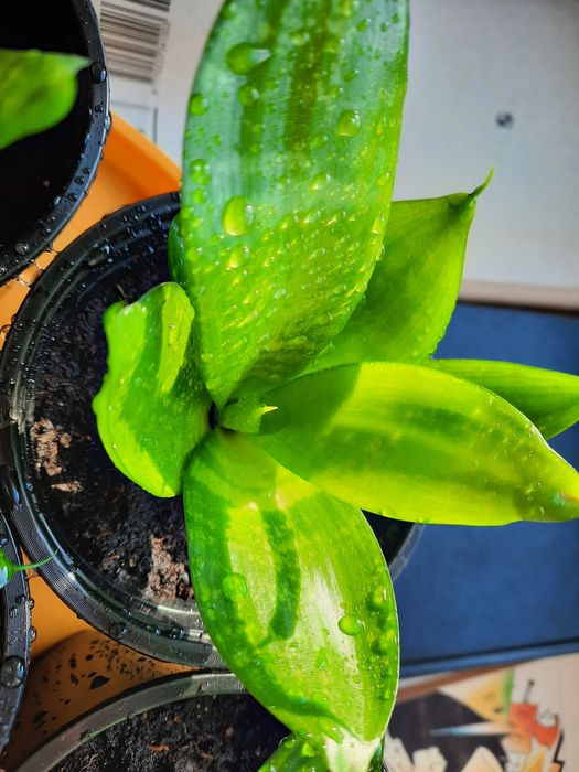 Сансевиерия ханни