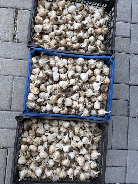 Usturoi Românesc, Recolta 2025, Natural