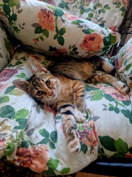 Малко коте, търси дом