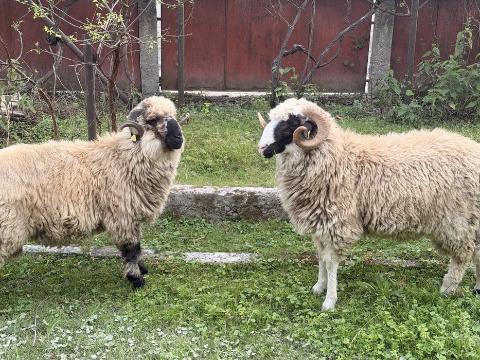 De vânzare – 2 berbeci Țurcană