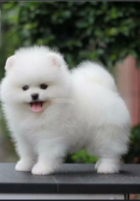 Продаются замечательные малыши