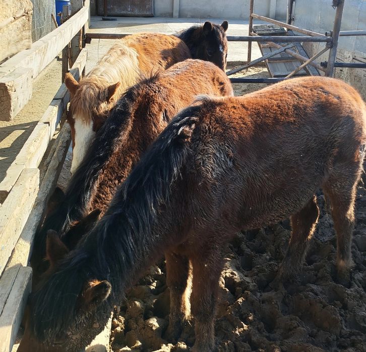 Жылқы еті сатылады.