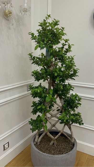 Дерево Бонсай 145 см