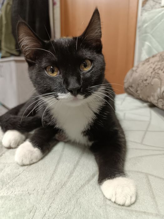 Отдам домашный кот мальчик