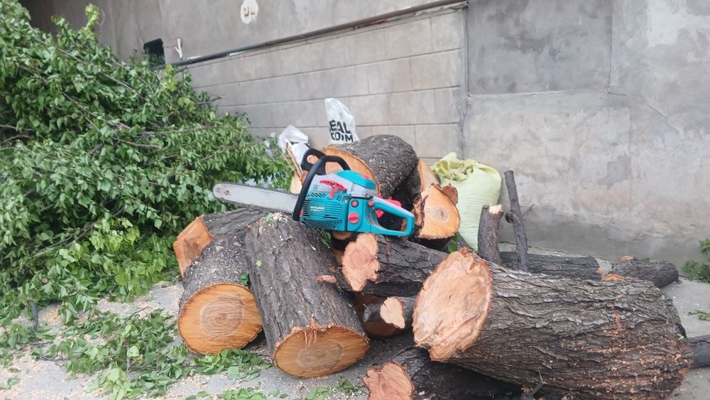 Daraxt kesish xizmati