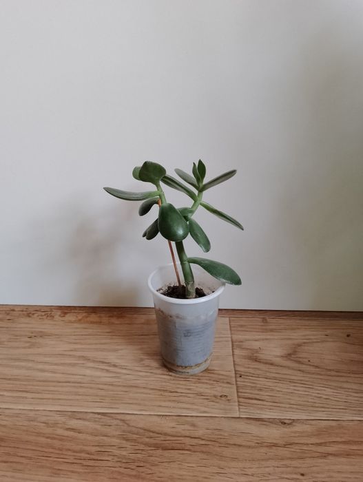 Денежное дерево, толстянка