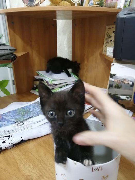 Отдам котёнка в хорошие руки