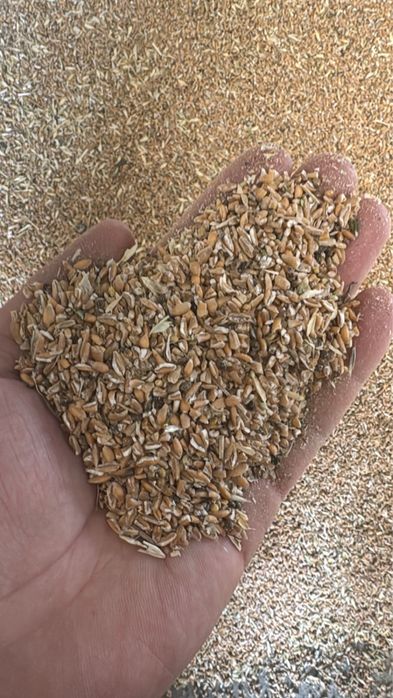 Зерноотход чистый