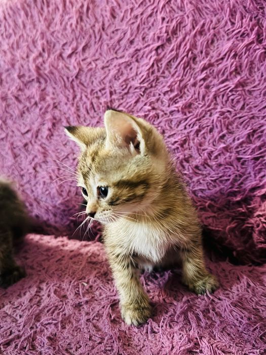 Отдам котят в добрые руки