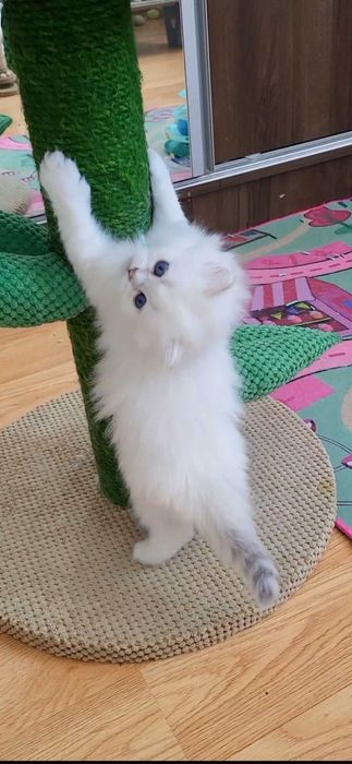 Baiat british longhair alb cu ochi albastri - pedigree