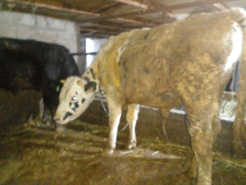 Продам бычков породистых