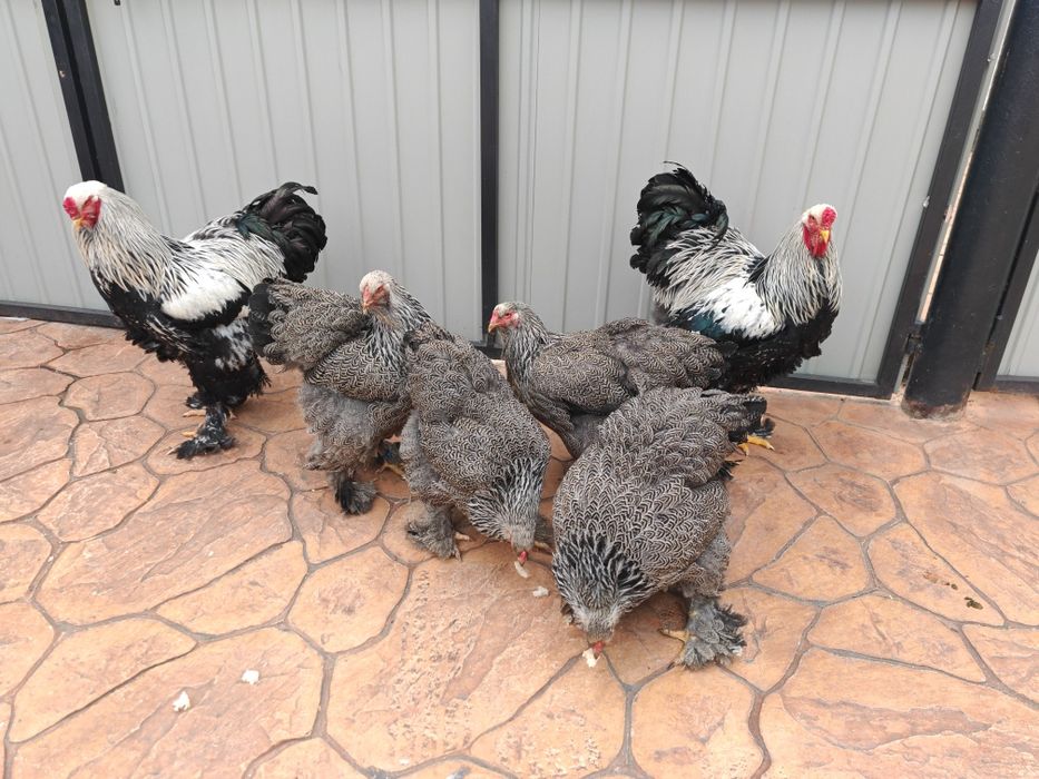 Brahma herminat inchis 50 lei