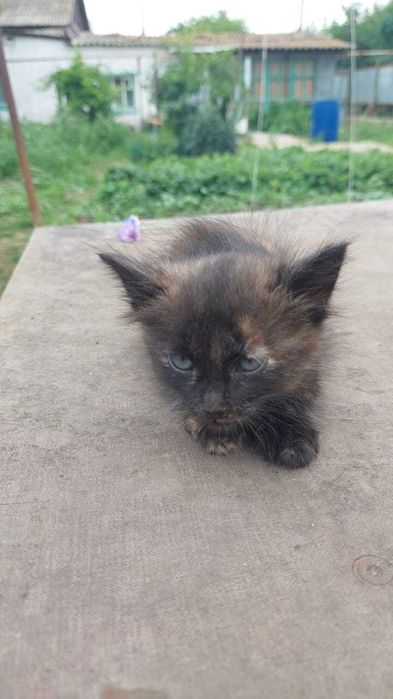 Отдам котят в добрые руки