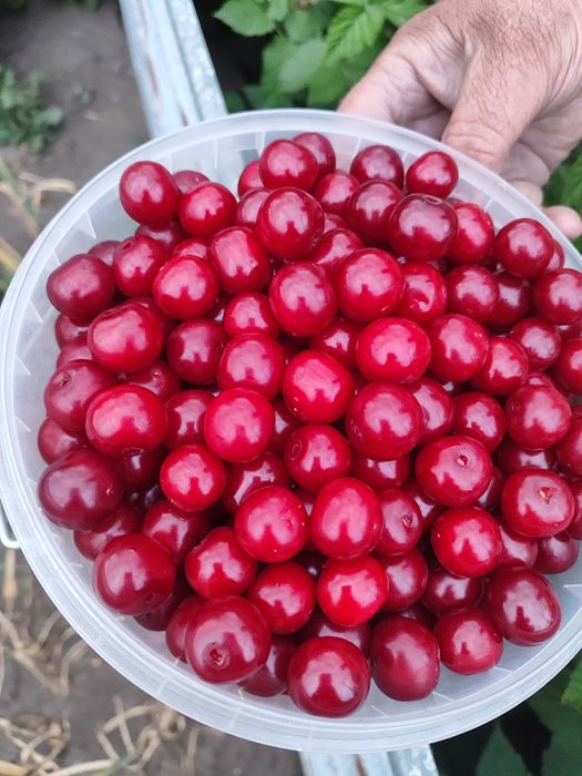 Продаю домашнюю вишню