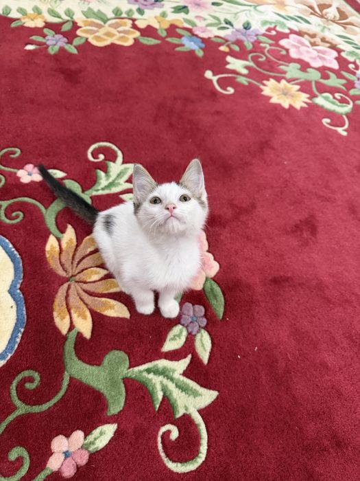 Милые котята в добрые руки