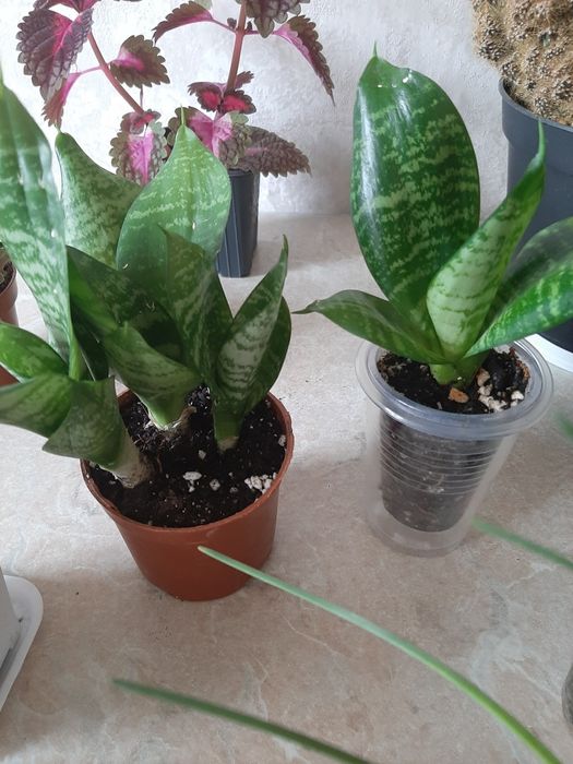 Комнатные цветочки