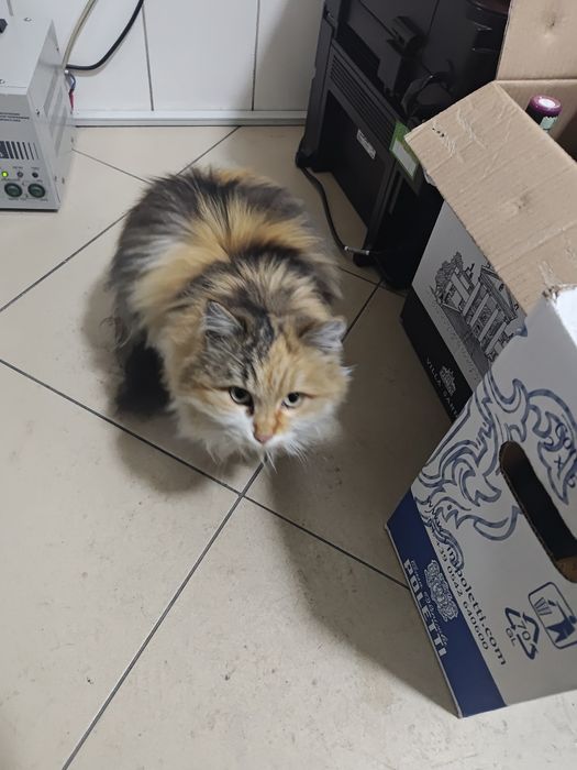 Найден кот / кошка