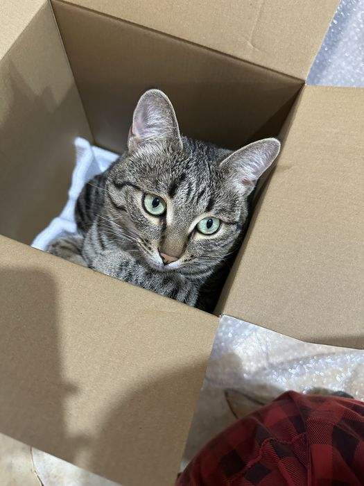 Пропал кот в Каскелене