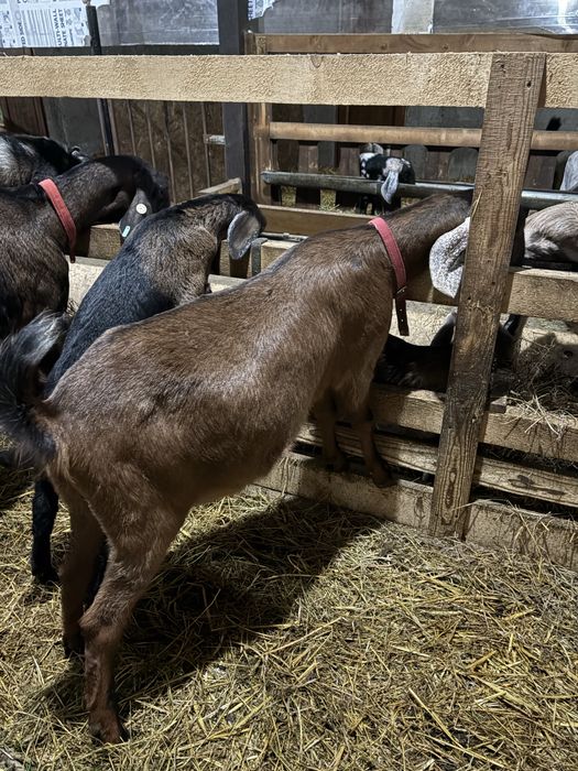 Capre Anglonubiene cu certificat de origine.