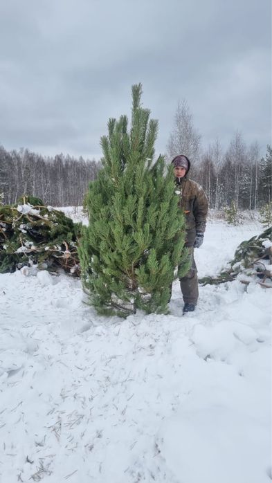 Елки новогодние