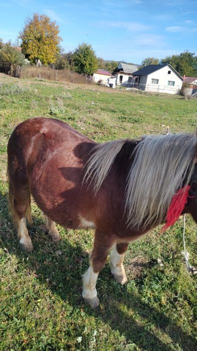 Vând ponei 5 ani