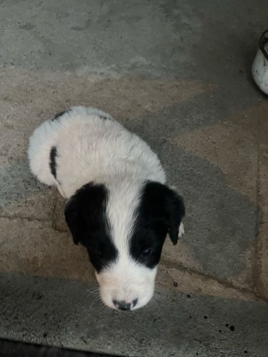 Заберите приютите