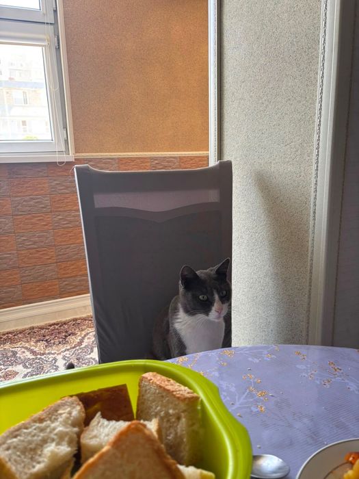 Отдам кота в добрые руки