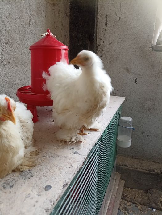 Vînd găinușe Cochin pitic alb la 75 lei bucata .