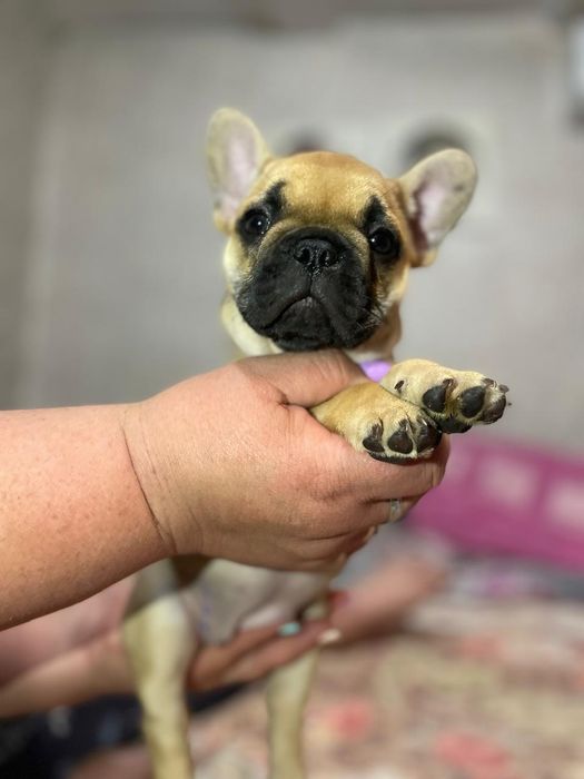 Продам щенков французского бульдога