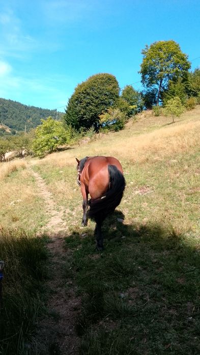 Vând cal de trei ani