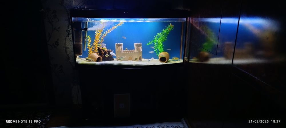 Akvarium balulari bilan yaxshilab oʻqila  vapwe ideal narsa va narx