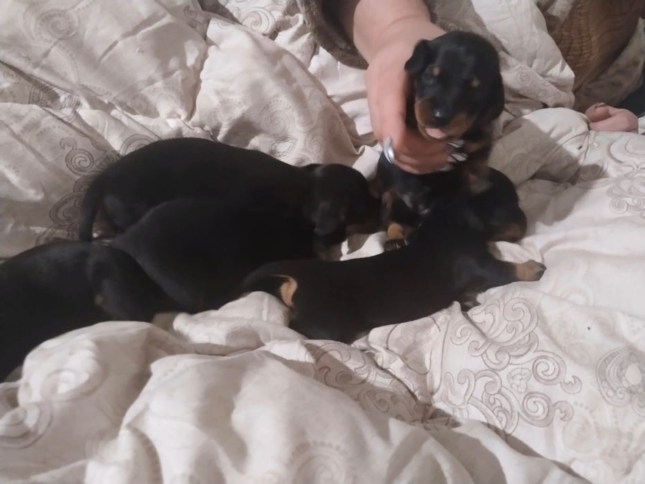 Продам щенков таксы