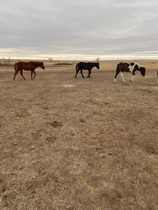 Жабағы сатылады.