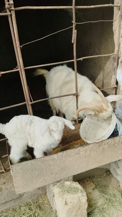 Сау ешкілер сатылады сүтті жас