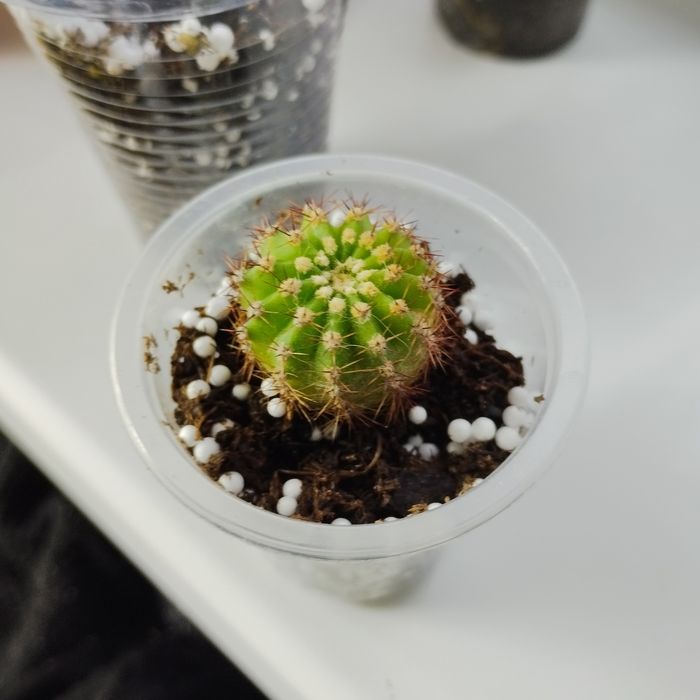 Маленькие кактусы