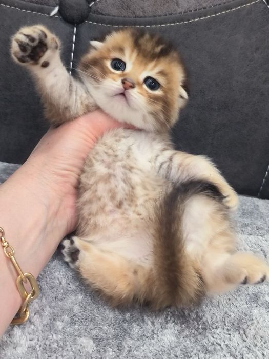 Скоттиш фолд шиншилла