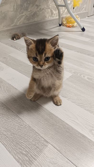 Чистокровные девочка от правильной вязки