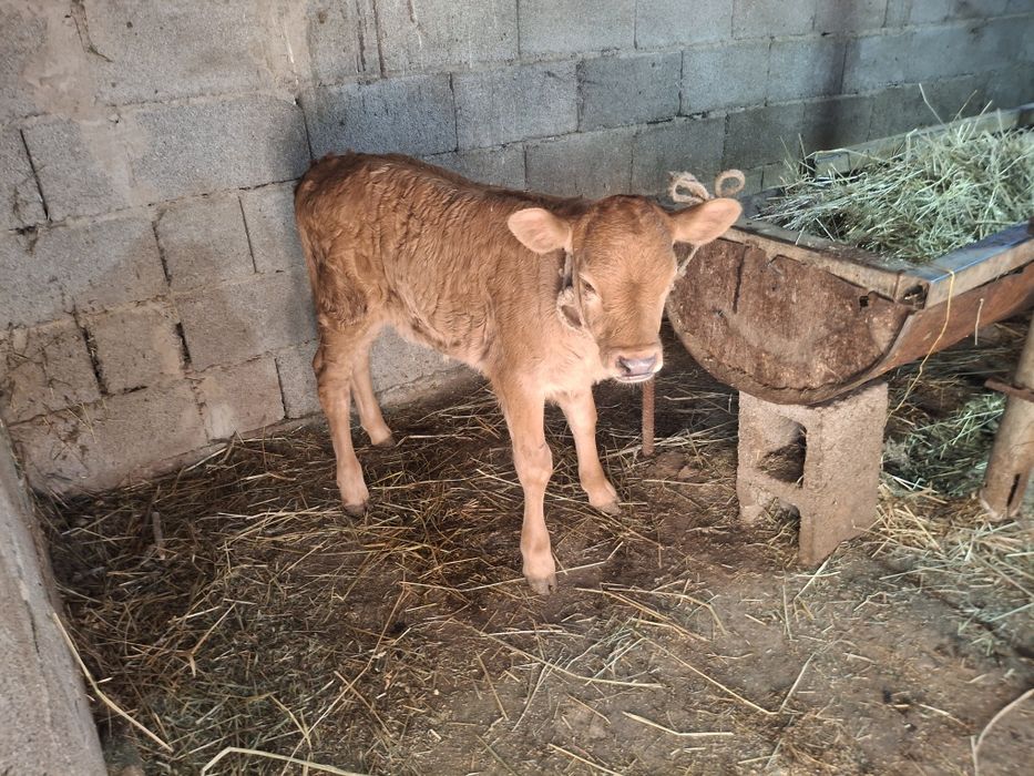 телята одна телочка один бычок