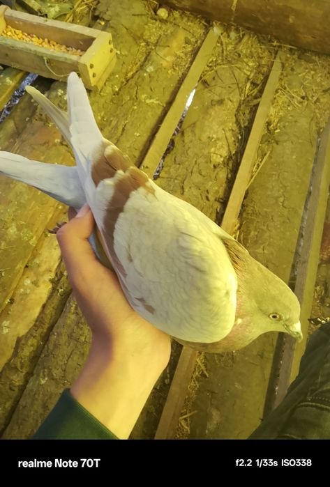 Porumbei pui și adulți