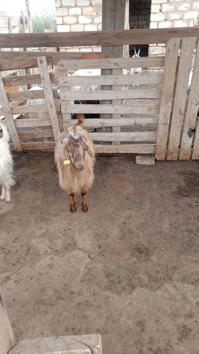 Сатылады екіуыде