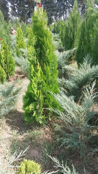 Archa va Manzarali daraxtlar Dexqondan Surxondaryo Sariosiyo