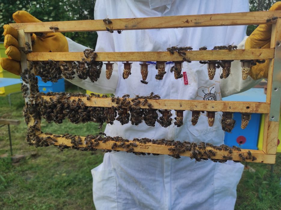 Пчелни отводки ( Малки Пчелни Семейства ) ЛР и ДБ
