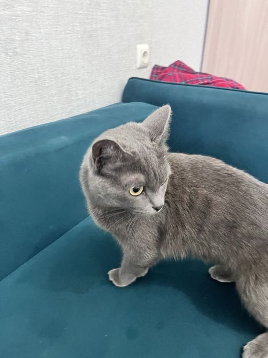 Отдам британку в хорошие руки