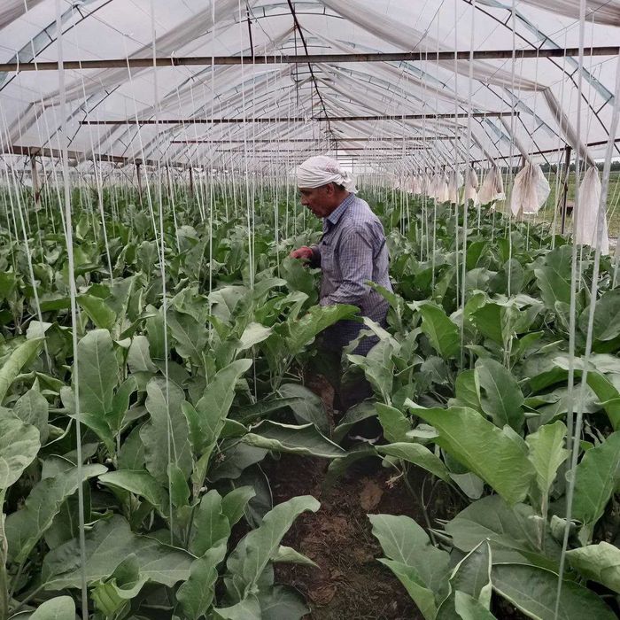 Теплица. Парник. 89 сотих.